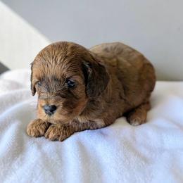 Rummy - Sable male Cavapoo puppy in Sparta, Missouri from Sis' Doodles & Poodles