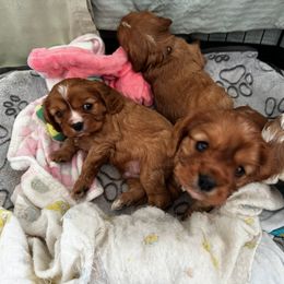 Cavalier King Charles Spaniel Puppies from Crosby's Cavaliers