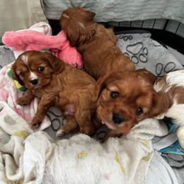Cavalier King Charles Spaniel Puppies from Crosby's Cavaliers
