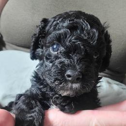 Theodore - Black and white male Cavapoo puppy in West Bountiful, Utah from Kings Peak kennel