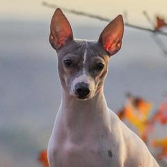 American Hairless Terriers from Popping Off AHTs