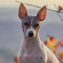 American Hairless Terriers from Popping Off AHTs