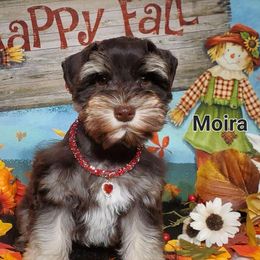 Moira - Miniature Schnauzer puppy from High Uinta Schnauzers