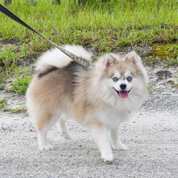 GANDALF - Pomsky