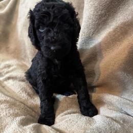 Jasmine - Black female Poodle puppy in Breckenridge, Texas from Cates Standard Poodles