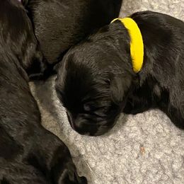 Portuguese Water Dog Puppies from Sea and Sky Portuguese Water Dogs