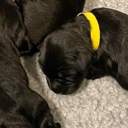 Portuguese Water Dog Puppies from Sea and Sky Portuguese Water Dogs