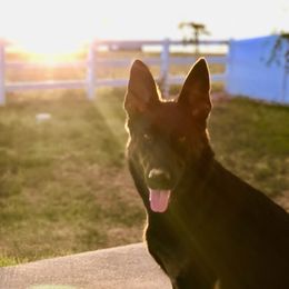 Rhea Noel - German Shepherd