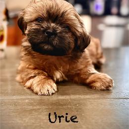 Urie - Black gold and white male Shih Tzu puppy in Buena Park, California from LowCol Ranch