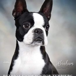 Abraham - Boston Terrier