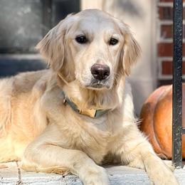 Flower - Golden Retriever