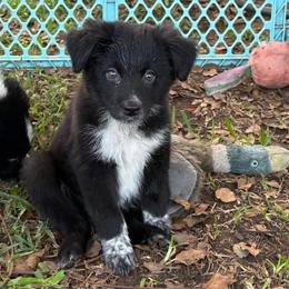 Girl 1 - Black & white female Australian Shepherd puppy in Lakeland, Florida from Infinite Aussies