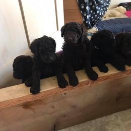 Poodle Puppies from Genesis Poodles