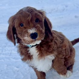 Blue Male - Apricot male Goldendoodle puppy in Great Falls, Montana from Montana Goldendoodles