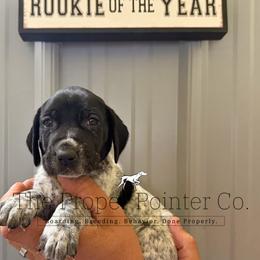 Rose red collar - Black roan female German Shorthaired Pointer puppy in Six Mile, South Carolina from The Proper Pointer Co.