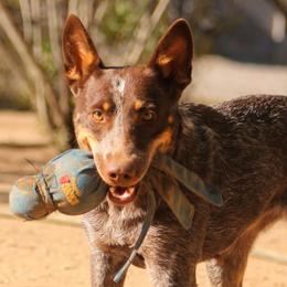 Australian Cattle Dogs from A2 Australian Cattle Dogs
