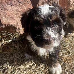RESERVED - Chocolate male Havanese puppy in Monahans, Texas from Homeward Havanese, LLC