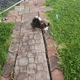 Lhasa Apso Puppies from Linda Richter