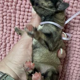Sandy - Salt and pepper female Miniature Schnauzer puppy in Newark, Ohio from Tuckered Out Schnauzers