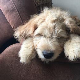 Goldendoodle Puppies from CharLia's Holistic English Cream Golden Retrievers & Doodles