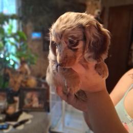 Daisy - Dapple female Dachshund puppy in Columbia, South Carolina from A&R Dachshund