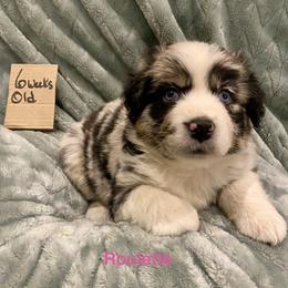 Roulette - Blue merle female Australian Shepherd puppy in Wisconsin Dells, Wisconsin from Nicara kennel