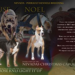 American Pit Bull Terrier puppies from Perrault Kennels