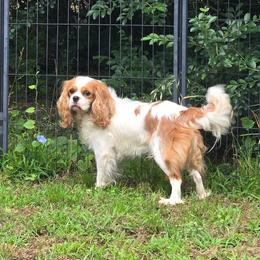 Maple - Cavalier King Charles Spaniel