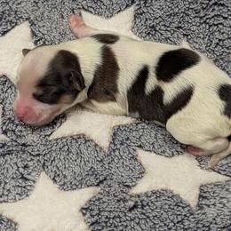 Sable girl - White and sable female Papillon puppy in Joshua, Texas from Summertime Kennels