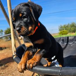 Boy 4 - Black and mahogany male Rottweiler puppy in Merkel, Texas from Stolz Rottweilers von Raiden