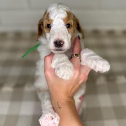 Bud - Parti male Poodle puppy in Queen Creek, Arizona from Desert Dusted Poodles