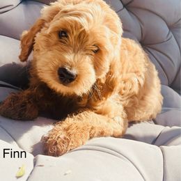 Goldendoodle Puppies from Kim’s Doodles