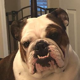 Blossom - English Bulldog