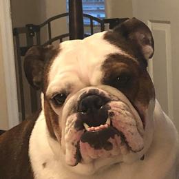 Blossom - English Bulldog