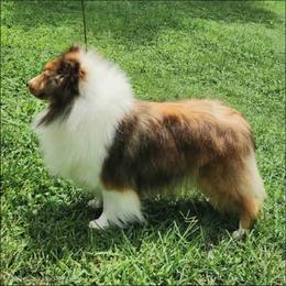Myra - Shetland Sheepdog