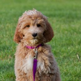 Australian Labradoodle Puppies from Victoria Creek Australian Labradoodles
