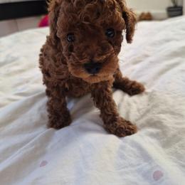 Billy - Red  male Poodle puppy in Corona, California from Poodle house CA
