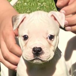 Jelly Roll - White male American Bulldog puppy in Three Rivers, Michigan from Jemms Kennels