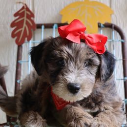 Bluey - Merle female Whoodle puppy in Smallett, Missouri from Leshas Whoodles