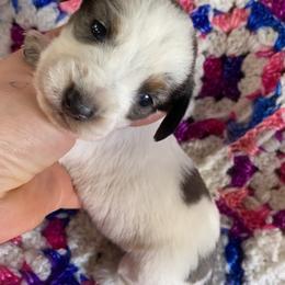 Dachshund Puppies from LPS weenies