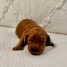 Cupcake - Red female Cavapoo puppy in La Vernia, Texas from Texas Teddy Bears