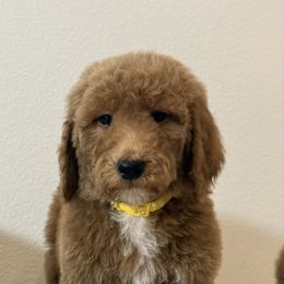 Ace - Red  male Goldendoodle puppy in Anaheim, California from Goldendoodles