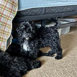 Schnoodle Puppies from Roux's Munchkins