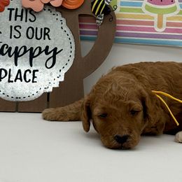 Wasabi (Spicy) Yellow - Red  male Goldendoodle puppy in Cincinnati, Ohio from KSchott Kennels