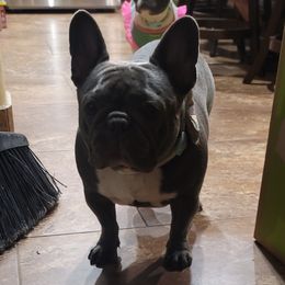 Paris - French Bulldog