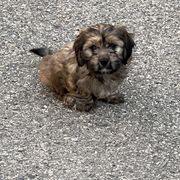 Buster (Boy Black) - Black and tan Cavaton puppy in Zeeland, Michigan from Lakeshore Cavatons