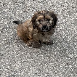 Buster (Boy Black) - Black and tan Cavaton puppy in Zeeland, Michigan from Lakeshore Cavatons