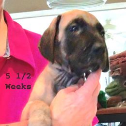 Great Dane Puppies from Drogheda Great Danes