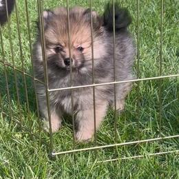 Girl 1 - Orange sable female Pomeranian puppy in North Pole, Alaska from Lauras Poms