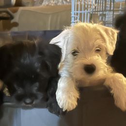 Miniature Schnauzers from Vicki's Miniature Schnauzers